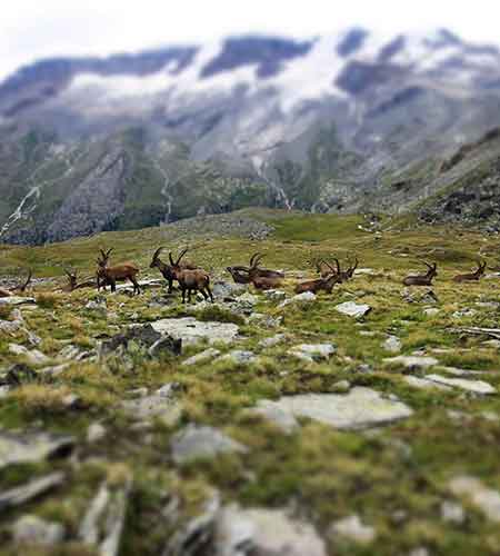 The Aosta Valley: The Green Beauty