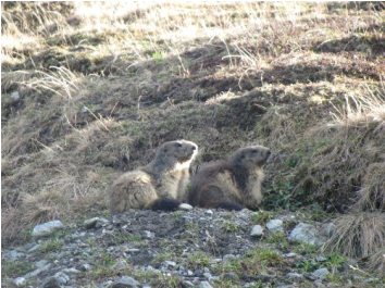 Marmot picture