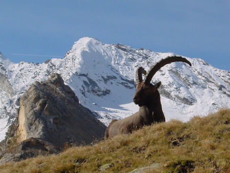Gran Paradiso National Park ibex