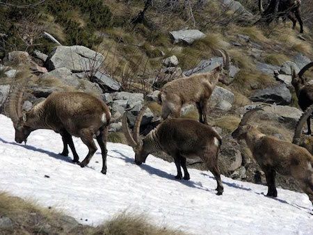 Alta Via 2 Gran Paradiso