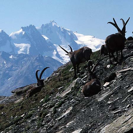 Gran Paradiso National Park