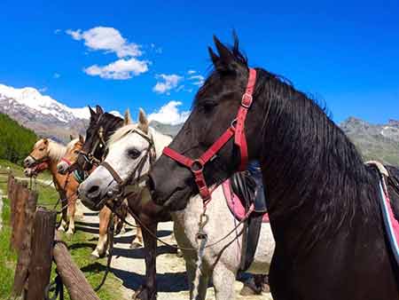 Trail riding