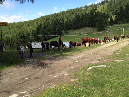 Trekking in Monterosa