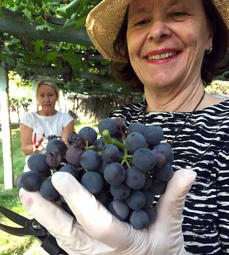 Här är vi med och skördar Nebbiolo. Win-win!